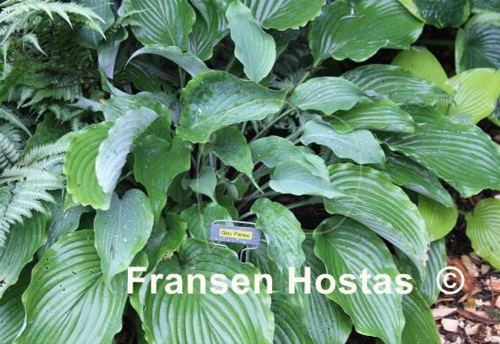 Hosta Gay Paree